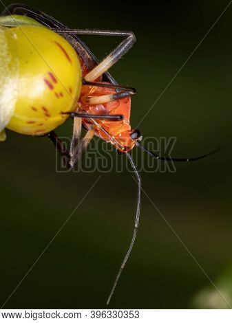 Plant Bug Of The Tribe Resthenini In Macro View