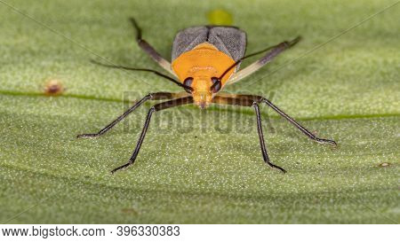 Plant Bug Of The Tribe Resthenini In Macro View