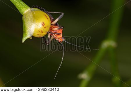 Plant Bug Of The Tribe Resthenini In Macro View