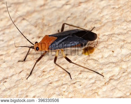 Plant Bug Of The Tribe Resthenini In Macro View