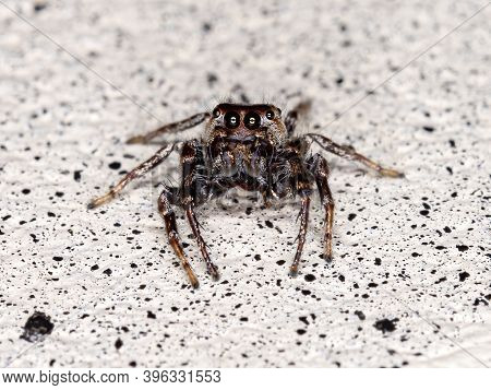 Male Jumping Spider