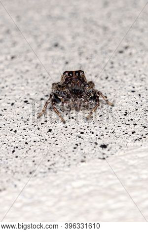 Male Jumping Spider