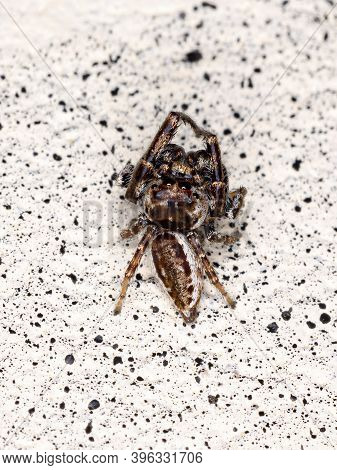 Male Jumping Spider