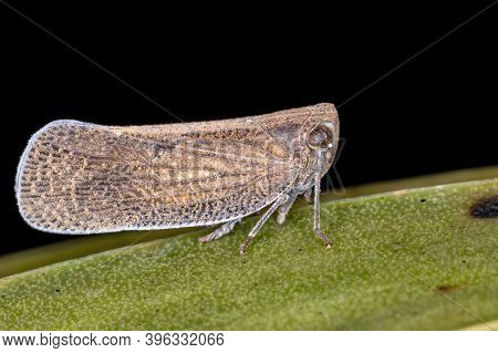 Nogodinid Planthopper Of The Genus Bladina In Macro View
