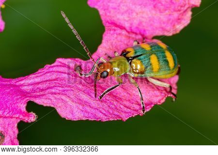Brazilian Green Beetle