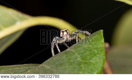Jumping Spider Of The Genus Chira In Macro View