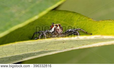 Jumping Spider Of The Genus Chira In Macro View