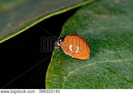 Spotless Lady Beetle Of The Species 
Cycloneda Sanguinea