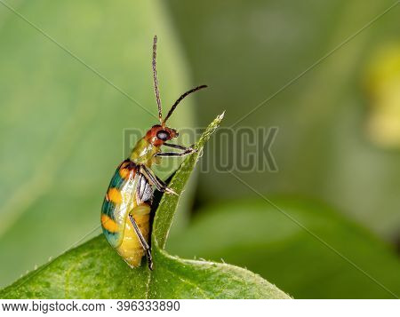 Brazilian Beetle Of The Species Diabrotica Speciosa