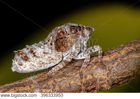 Brazilian White Planthopper