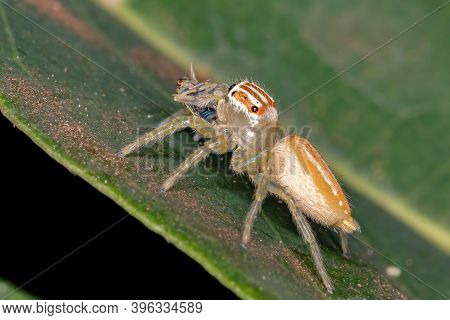 Small Jumping Spider