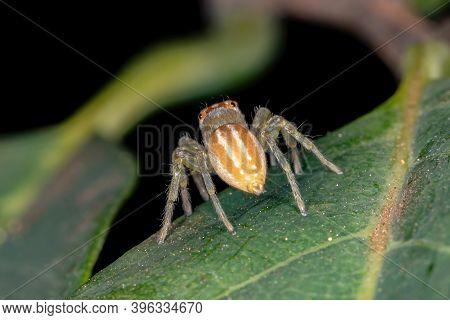 Small Jumping Spider