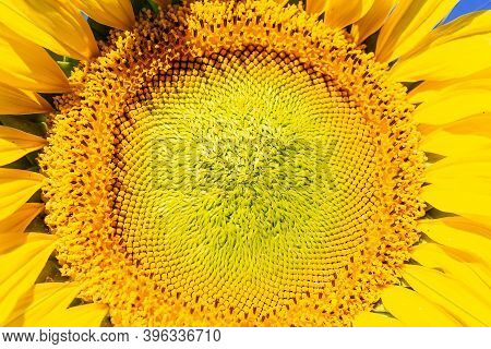 Closeup Of A Sunflower With Yellow Petals And Green Leaves. Yellow Sunflower In The Summer Garden Un