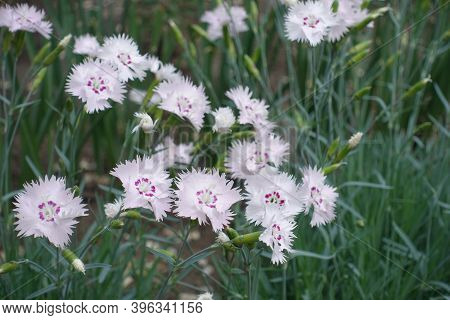 Pink Flowers Of Dianthus Deltoides In May