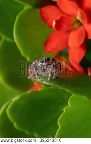 Adult Jumping Spider On A Flaming Katy Plant
