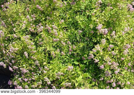 Foliage And Light Pink Flowers Of Japanese Meadowsweet In June