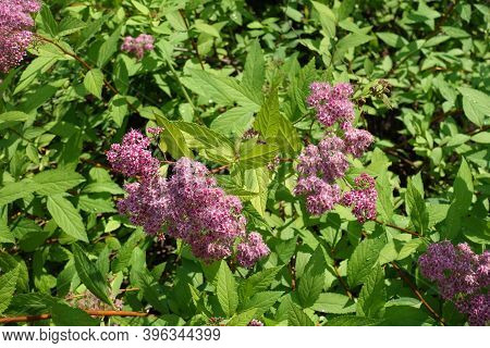 Green Leaves And Pink Flowers Of Japanese Meadowsweet In June