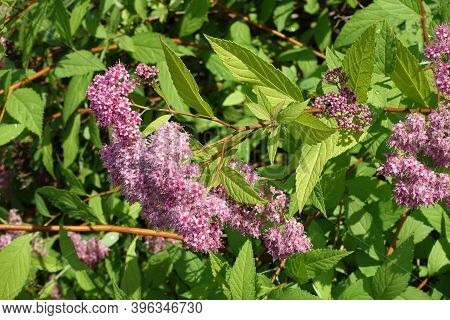 Inflorescence Of Blossoming Japanese Meadowsweet In June