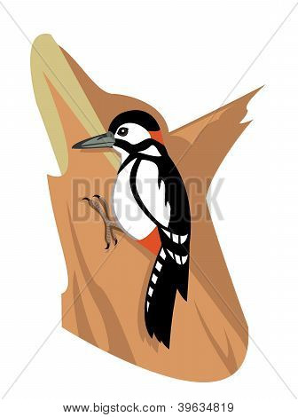 Woodpecker