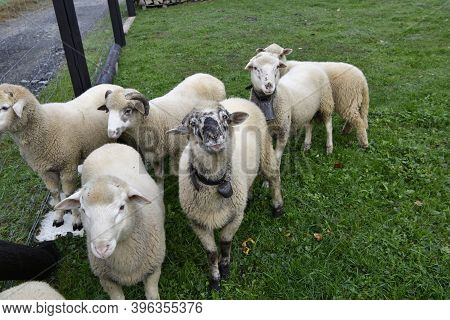 Aries Ram With Antler Grazing The Grass On Meadow Head Detail