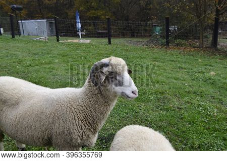 Aries Ram With Antler Grazing The Grass On Meadow Head Detail