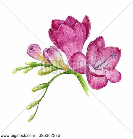 Freesia Bright Pink Flower Watercolor Illustration. Hand Drawn Floral Realistic Element. Magenta Fre