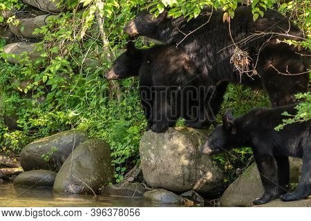 A Couple Black Bear Cubs Wandering Aroung With Mamma Along The Creek Bed In The Great Smoky Mountain