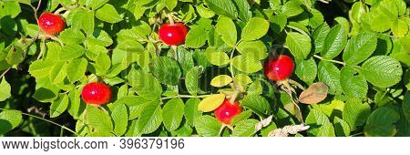 Ripe Red Rosehip Or Rosa Canina, Rosa Majalis, Rosewood, Gulyav, Pinch, Dogrose, Sweetbrier On Branc