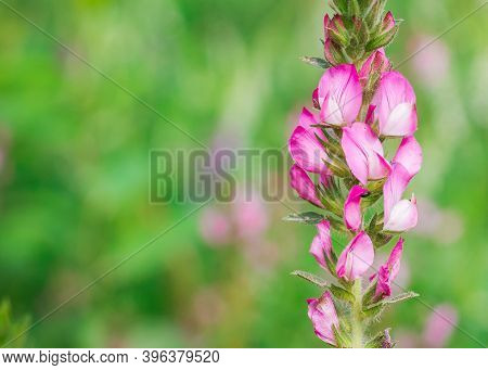 Beautiful Spring Background. Pink Flowers, Soft Focus Macro. Expressive Artistic Image Of Spring Nat