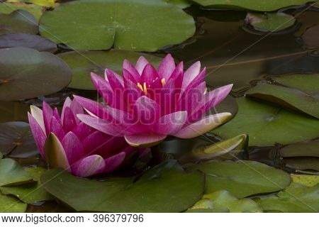 Photo Of Two Flowers In A Park With Several Green Leaves And Sunlight.