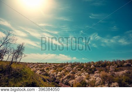 Blossom Trees On The Hills In Early Spring. Natural Landscape