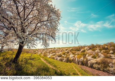 Blossom Trees On The Hills In Early Spring. Natural Landscape