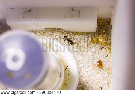 Ants Messor Structor In A Formicaria Closeup
