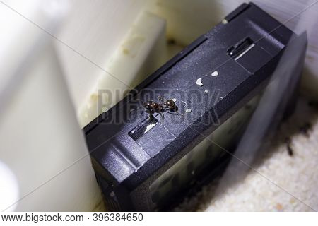 Ants Messor Structor In A Formicaria Closeup