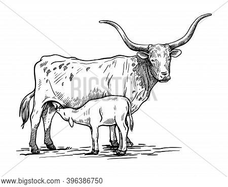Breeding Cattle. Silhouette Of A Grazing Texas Cow And Calf. Vector Illustration Isolated On White B