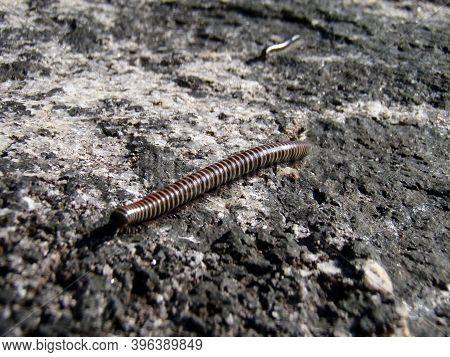 A Millipede Or Centipede, A Small Animal On A Rock