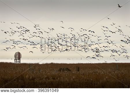 Georgia Strait Snowgeese Richmond Bc. A Large Flock Of Snow Geese Over The West Dyke Marshes On The 