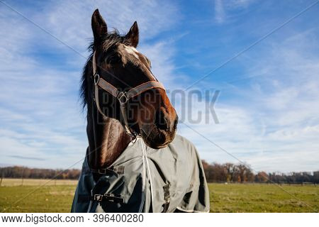 Brown Adult Horse Covered With Horse Blanket, Standing In The Meadow. Beautiful Horse On The Field I