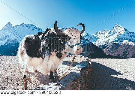 A Saddled Yak Is Tethered In The Mountains On A Sunny Day. Dombay, Karachay-cherkessk