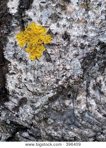 Lichen1