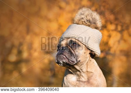 Cute French Bulldog Dog Wearing Warm Bobble Hat In Front Of Blurry Autumn Background