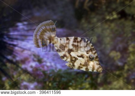 The Bristle-tail Filefish (acreichthys Tomentosus) In Aquarium.