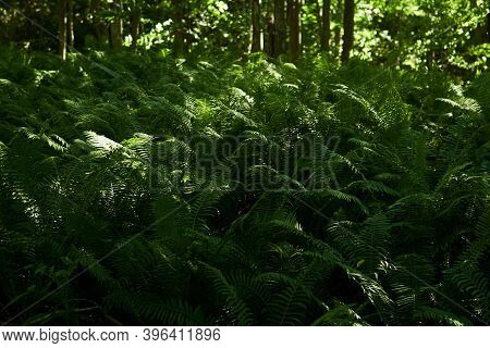 Dense Thickets Of Forest Ferns In The Shade Between Tree Trunks