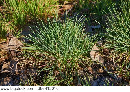 Green grass blob, grassy meadow growing wild