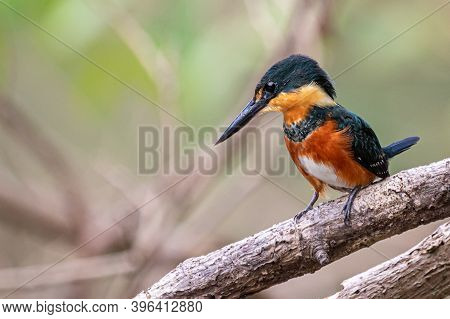 American Pygmy Kingfisher Perching On A Branch