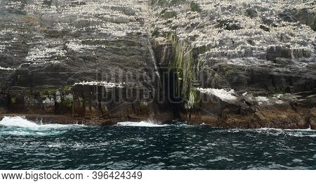 Little Skellig - World's Second Largest Gannet Colony