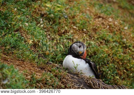 Puffins At The Skellig Islands In Ireland