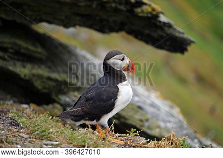 Puffins At The Skellig Islands In Ireland