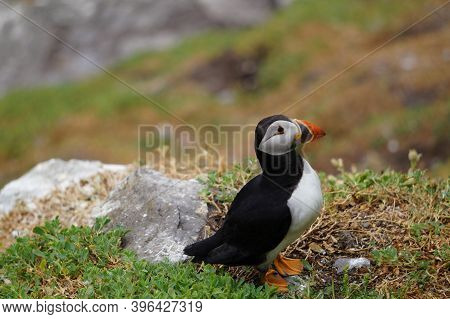Puffins At The Skellig Islands. The Island Of Skellig Michael, Also Known As The Great Skellig, Is H