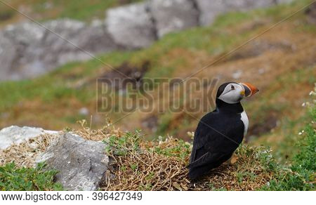 Puffins At The Skellig Islands. The Island Of Skellig Michael, Also Known As The Great Skellig, Is H